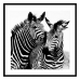 Paveikslas Zebra Stiklas (2 x 50 x 50 cm)