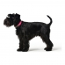 Dog collar Hunter Convenience Pink Size S (28-36 cm)