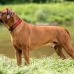 Zgardă pentru câini Hunter Neopren Vario Roșu (40-45 cm)