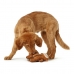 Šuns žaislas Hunter Togh Toys Ruda 25 cm Beždžionė