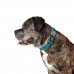 Hundehalsbånd Hunter Plus Tråd turquoise Turkis Størrelse XL (45-70 cm)