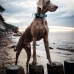 Dog collar Hunter Plus Thread turquoise Turquoise Size XL (45-70 cm)