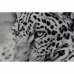 Maal DKD Home Decor 100 x 2,5 x 100 cm Leopard Koloniaalne (2 Ühikut)