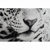Maal DKD Home Decor 100 x 2,5 x 100 cm Leopard Koloniaalne (2 Ühikut)