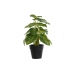 Dekorativna rastlina DKD Home Decor PVC polipropilen 20 x 20 x 30 cm