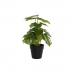 Dekoratyvinis augalas DKD Home Decor PVC polipropileno 20 x 20 x 30 cm