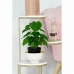 Planta Decorativa DKD Home Decor PVC Polipropileno 20 x 20 x 30 cm