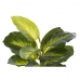 Dekorativna rastlina DKD Home Decor PVC polipropilen 25 x 25 x 30 cm