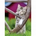 Puzzle Ravensburger Kittens 2 x 500 Piese
