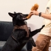 Šuns žaislas Star Wars   Ruda 100 % poliesteris
