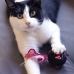 Igrača za mačke Minnie Mouse Rdeča PET