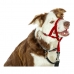 Trainingshalsbanden voor honden Company of Animals Halti Muilkorf (46-62 cm)