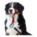 Dog Training Collars Company of Animals Halti Muzzle (35-48 cm)