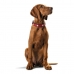 Zgardă pentru câini Hunter Swiss Roșu/Negru (24-28.5 cm)
