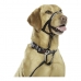 Trainingshalsbanden voor honden Company of Animals Halti Zwart Muilkorf (40-54 cm)