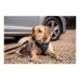 Упряжь для собак Company of Animals CarSafe Чёрный L