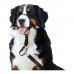 Trainingshalsbanden voor honden Company of Animals Halti Zwart Muilkorf (31-40 cm)