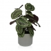 Decoratieve plant Versa 15 x 40,5 x 15 cm Cement Plastic