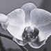 Plátno Orchidej 65 x 2 x 95 cm Květina