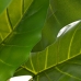 Okrasná rastlina 75 x 60 x 155 cm zelená Filodendron