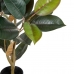 Διακοσμητικό Φυτό PVC Σίδερο Ficus 49 x 45 x 125 cm