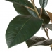 Διακοσμητικό Φυτό PVC Σίδερο Ficus 49 x 45 x 125 cm