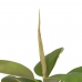 Dekorativna rastlina 116 cm Zelena PVC Stejar