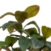 Okrasná rastlina 67 x 62 x 100 cm zelená Prírodná guma PVC