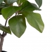 Декоративное растение 67 x 62 x 100 cm Зеленый Резиновый PVC