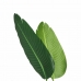 Dekorativna rastlina PVC Železo Rajska ptica 150 cm