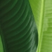 Dekorationspflanze PVC Eisen Paradiesvogelblume 150 cm