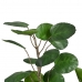 Decorative Plant 80 x 77 x 113 cm Green PVC Aralia