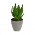 Dekoratiivne Taim Aloe vera 14 x 21 x 14 cm Hall Roheline Plastmass (6 Ühikut)