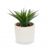 Decoratieve plant Vetplant Plastic 14 x 18 x 14 cm (12 Stuks)