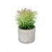 Decoratieve plant Vetplant Hout Plastic 12 x 22 x 12 cm (8 Stuks)