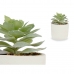 Decoratieve plant Vetplant Plastic 14 x 13,5 x 14 cm (12 Stuks)