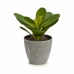 Декоративно Растение Листи Кръгъл Пластмаса 11 x 15 x 11 cm (6 броя)
