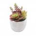 Dekorativ plante Versa Keramik Plastik 12,7 x 15,24 x 12,7 cm