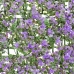 Staket   Lavendel 50 x 50 x 2 cm