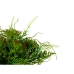 Dekorativ Plante Vinglass Plast 21 x 30 x 21 cm (6 enheter)