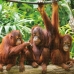 Sestavljanka Puzzle Colorbaby Orangutan 6 kosov 68 x 50 x 0,1 cm