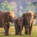 Пъзел Colorbaby Elephant 500 Части 6 броя 61 x 46 x 0,1 cm
