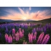 Puslespil Ravensburger 17492 Lupines 500 Dele