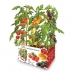 Kweekset Batlle Natuurlijke tomaten 30 x 19,5 x 16,2 cm