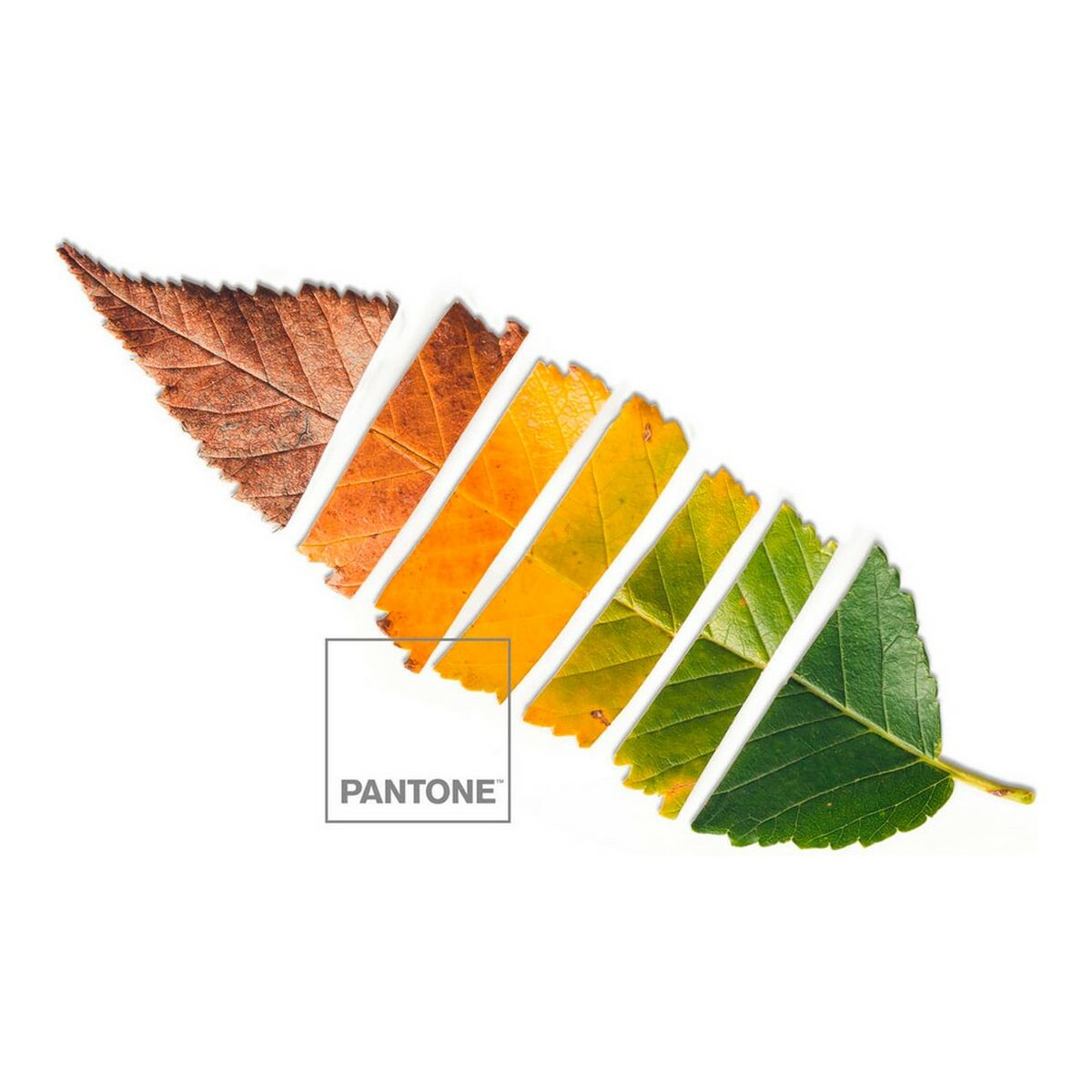 Tekikott Leaf Pantone