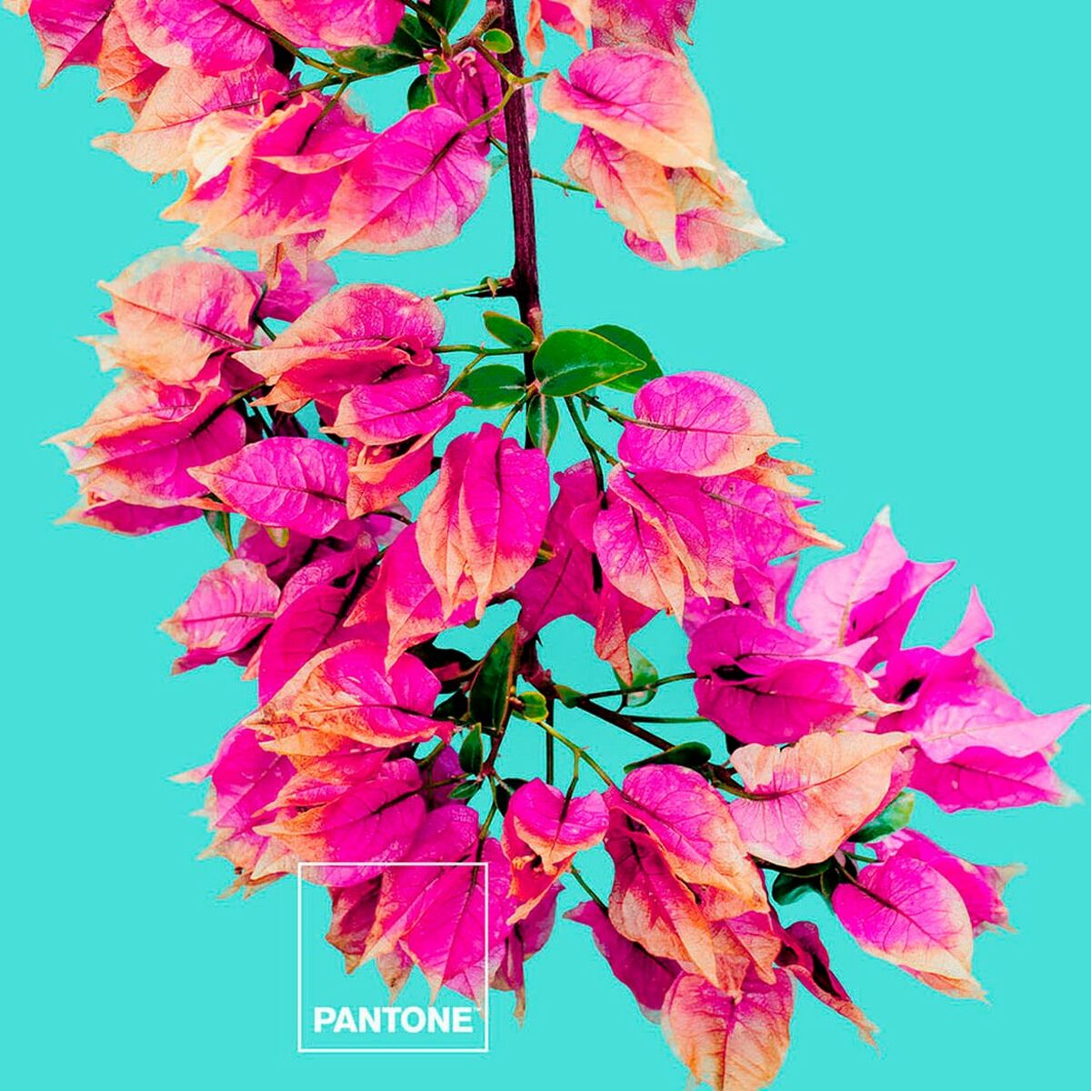 Prevleka za odejo Bugnavilla Pantone