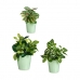 Set of pots Green Clay (6 Units)