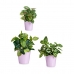 Set of pots Lilac Clay (6 Units)