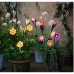 Sollampa Lumineo Blomster Sol 11 x 6 x 49,5 cm Multicolour