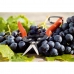 Ciseaux de jardin Stocker Récolte des fruits et légumes Raisins 19 cm Acier forgé